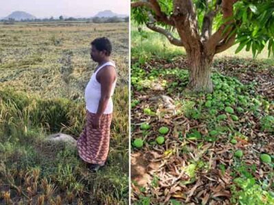 Heavy Damages To Crops Due to Rains