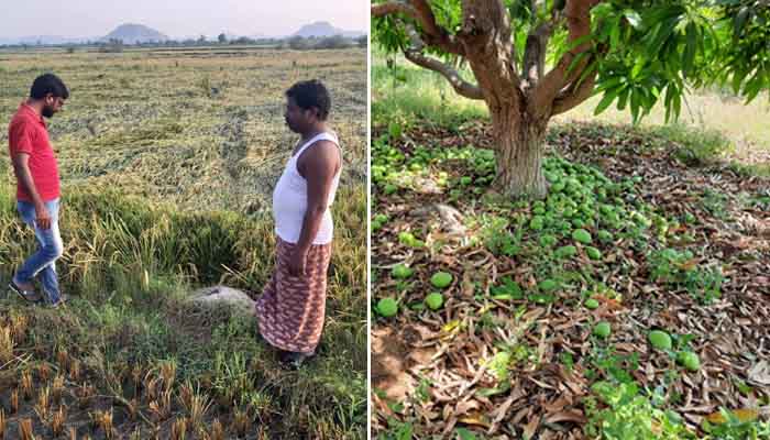 Heavy Damages To Crops Due to Rains