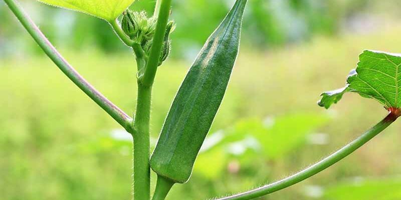 Okra