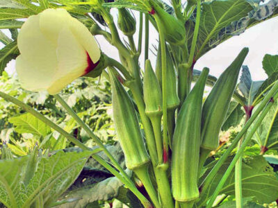 Okra Cultivation