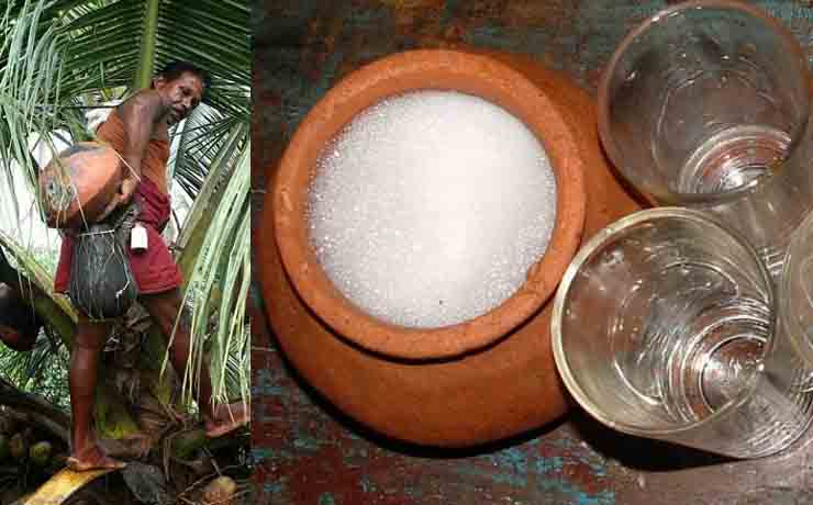 Palm Toddy Benefits