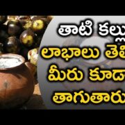 Palm Toddy