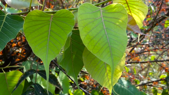 Peepal Tree Health Benefits