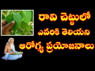 Peepal Tree Benefits