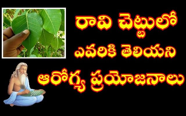 Peepal Tree Benefits