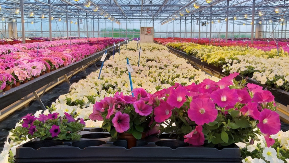 Petunia Cultivation