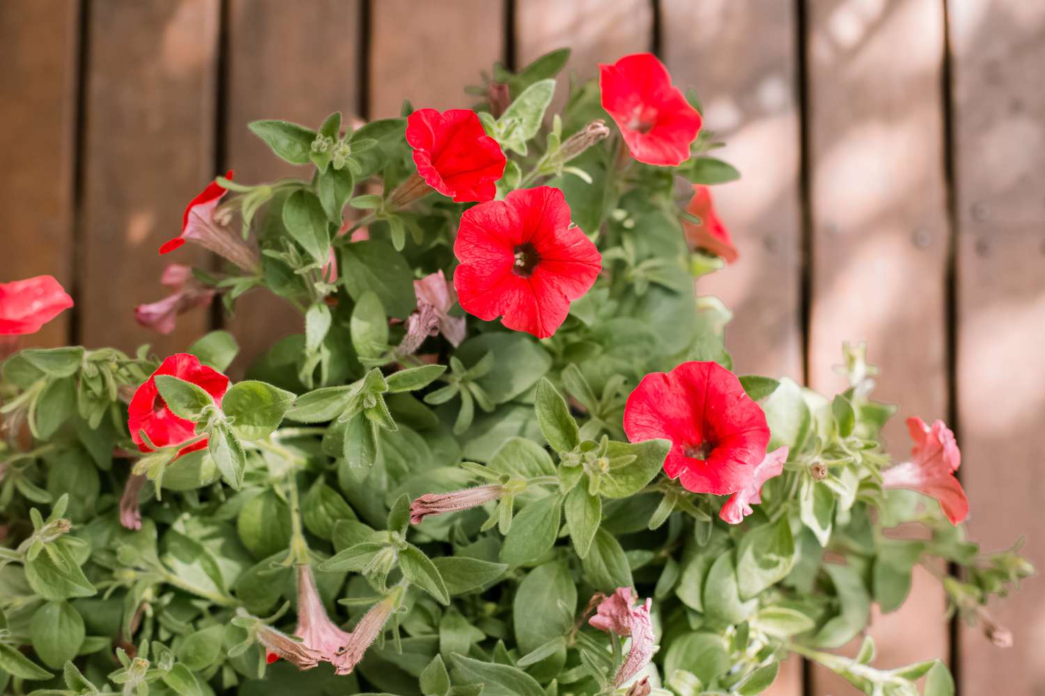 Petunia Flowers