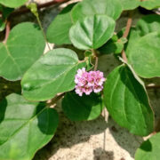 Punarnava Plant