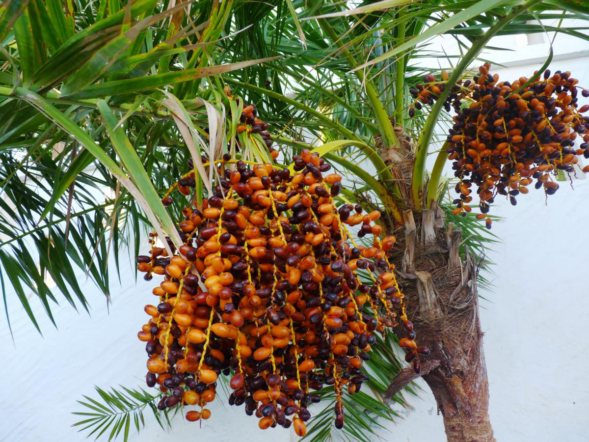 Silver Date Palm Tree