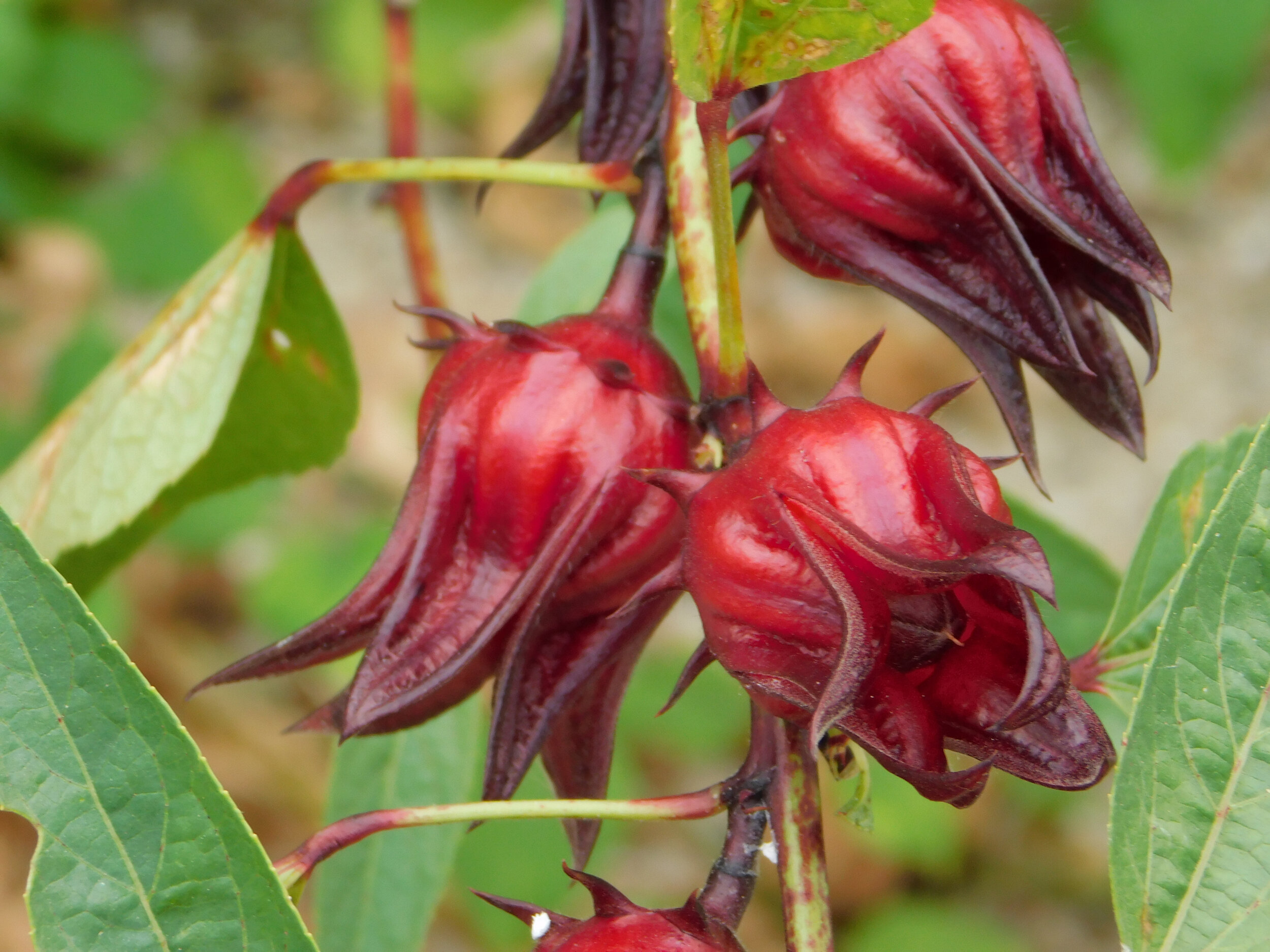 Sorrel Fruit