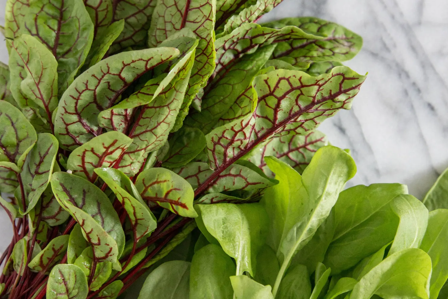 Sorrel Leaves