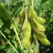 Soybean Pest Control