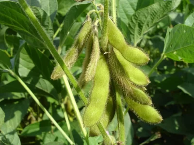 Soybean Pest Control