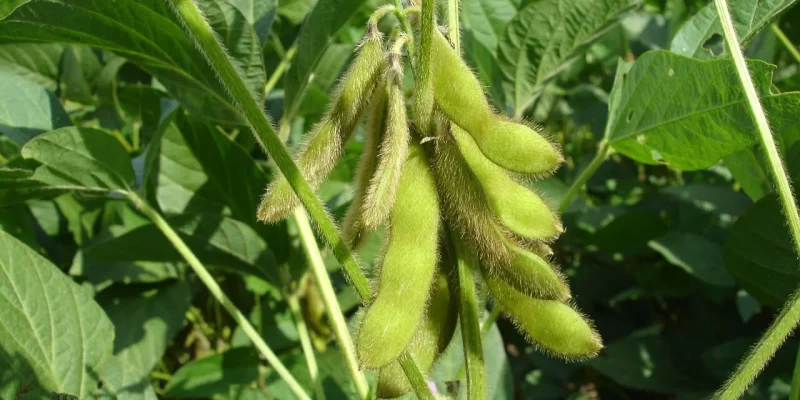 Soybean Pest Control