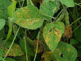 Soybean Pest Management