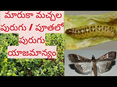 Spotted Pod borer in Greengram: పెసరలో ఆశించే మరుకామచ్చల పురుగు ...