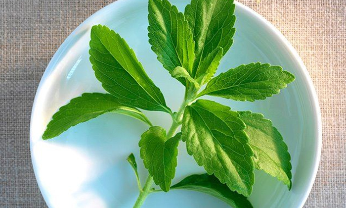 Stevia Plant 