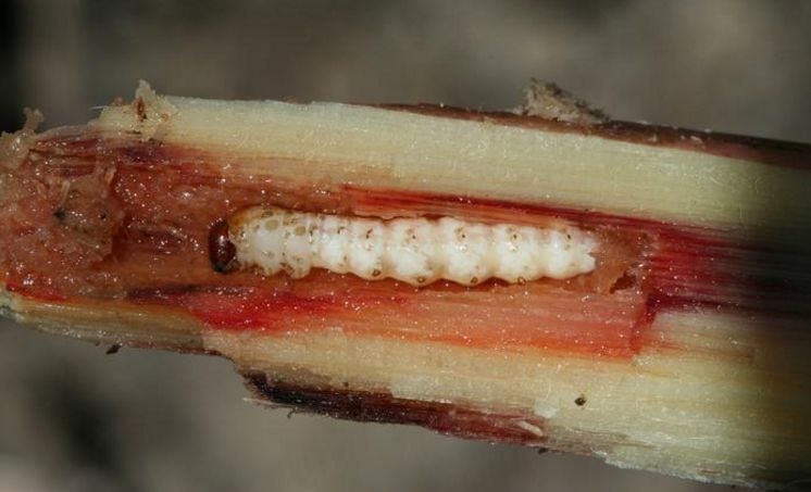 Sugarcane Internode Borer