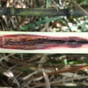 Sugarcane Internode Borer
