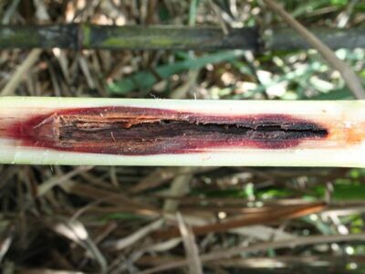 Sugarcane Internode Borer