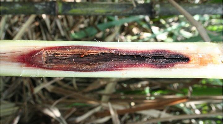 Sugarcane Internode Borer