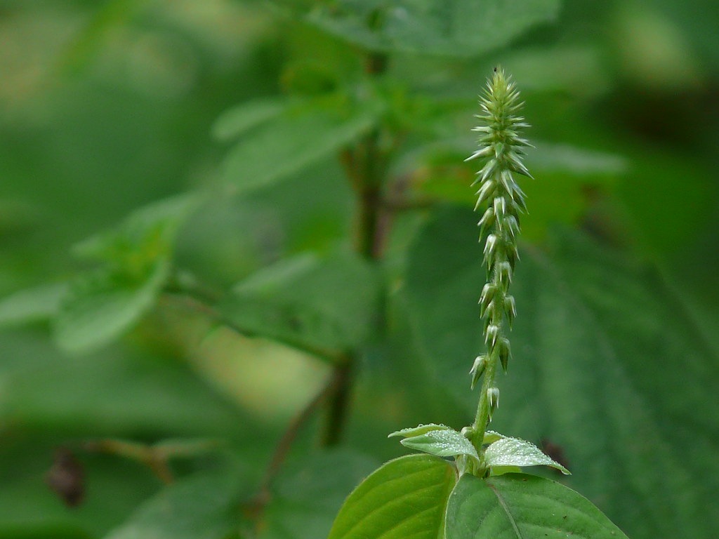 Utthareni Medicinal Plant