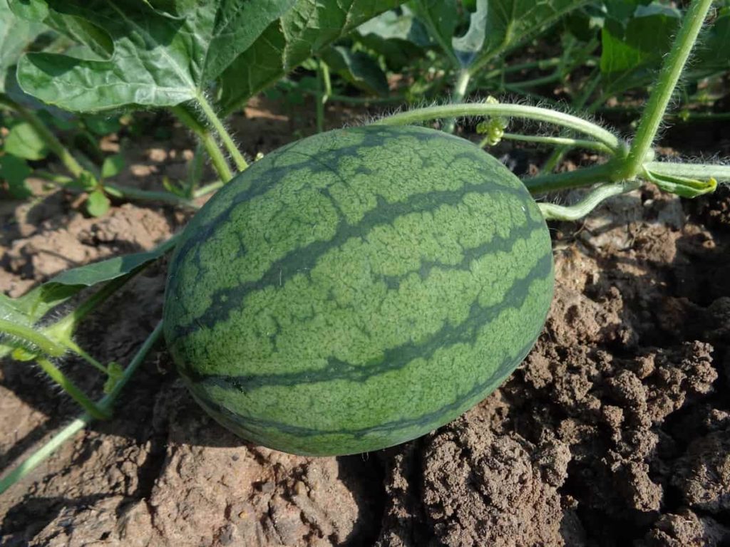 Watermelon Plant