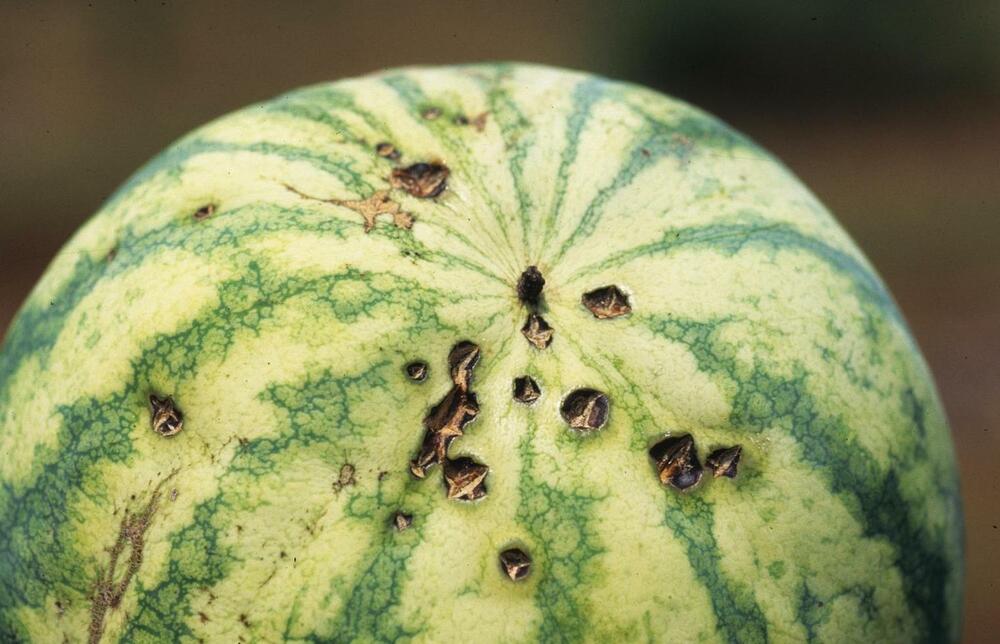 Pests in Watermelon