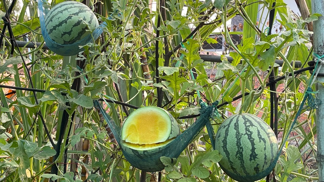Yellow Watermelon Cultivation