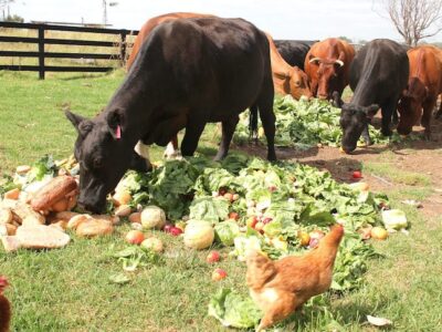 Cattle Fodder