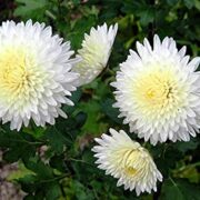 Chrysanthemum