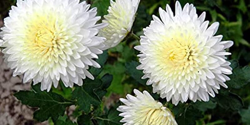 Chrysanthemum