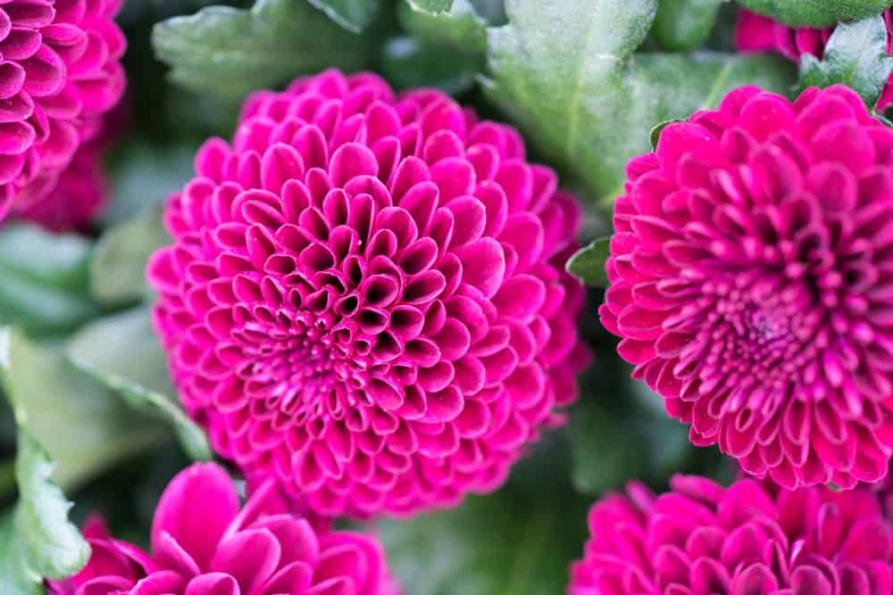 Chrysanthemum Flower