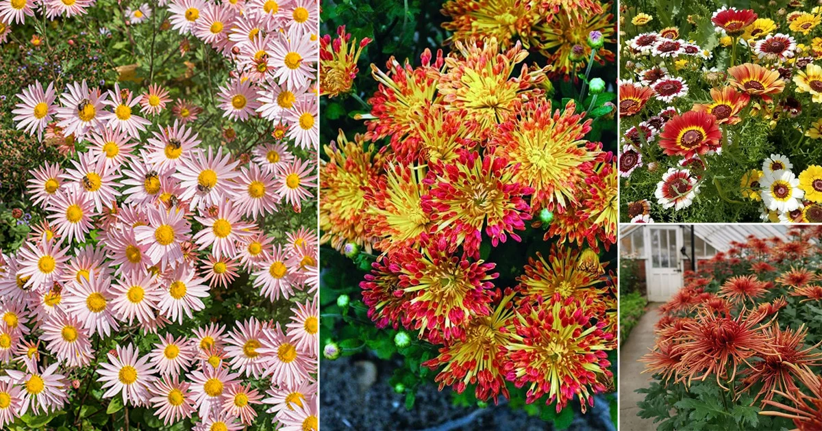 Chrysanthemum Flower Varieties