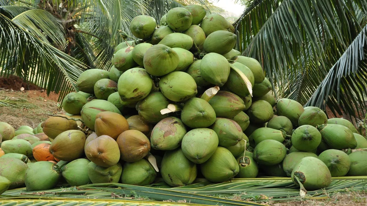 Coconut Plantations