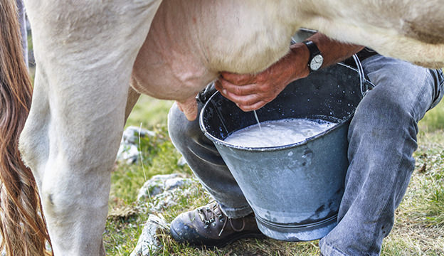 Milk a cow by hand