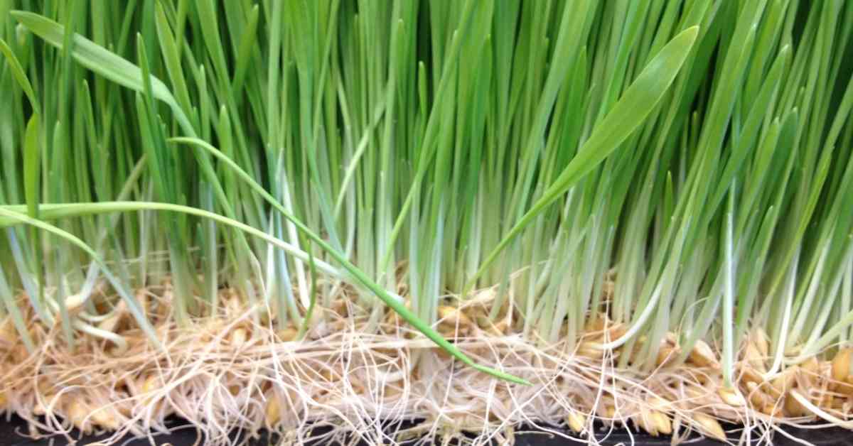 Hydroponics or Plant Grass System