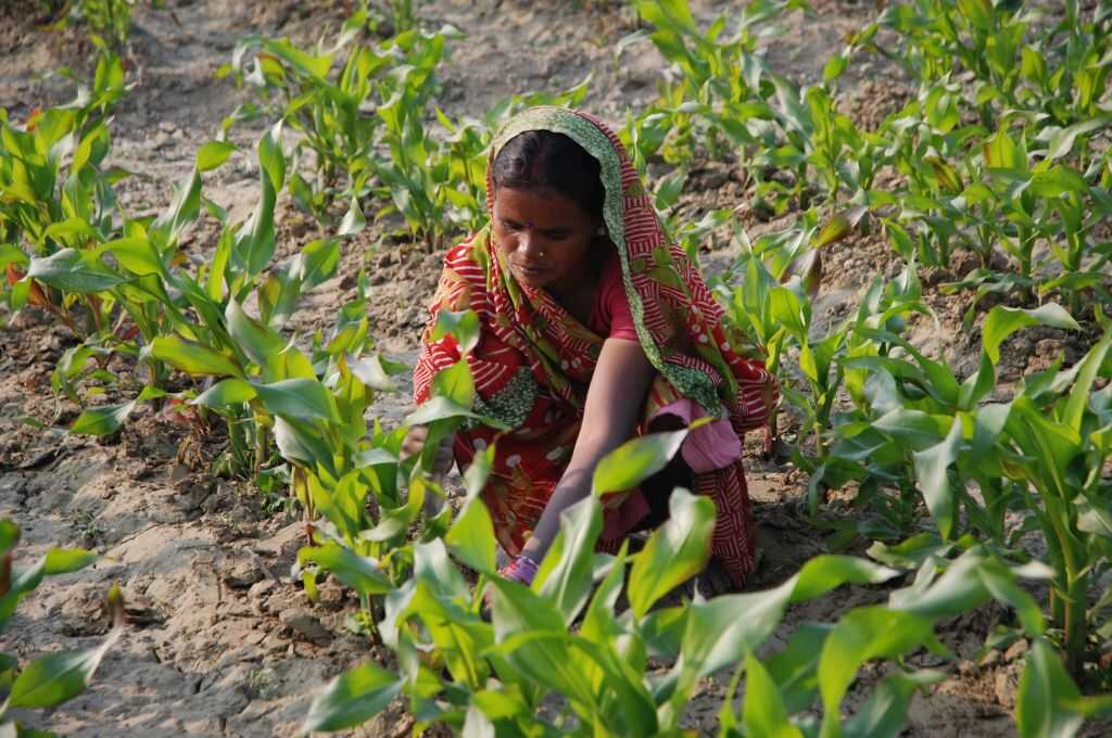 Indian Woman Farmer