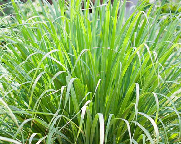 Lemongrass Cultivation