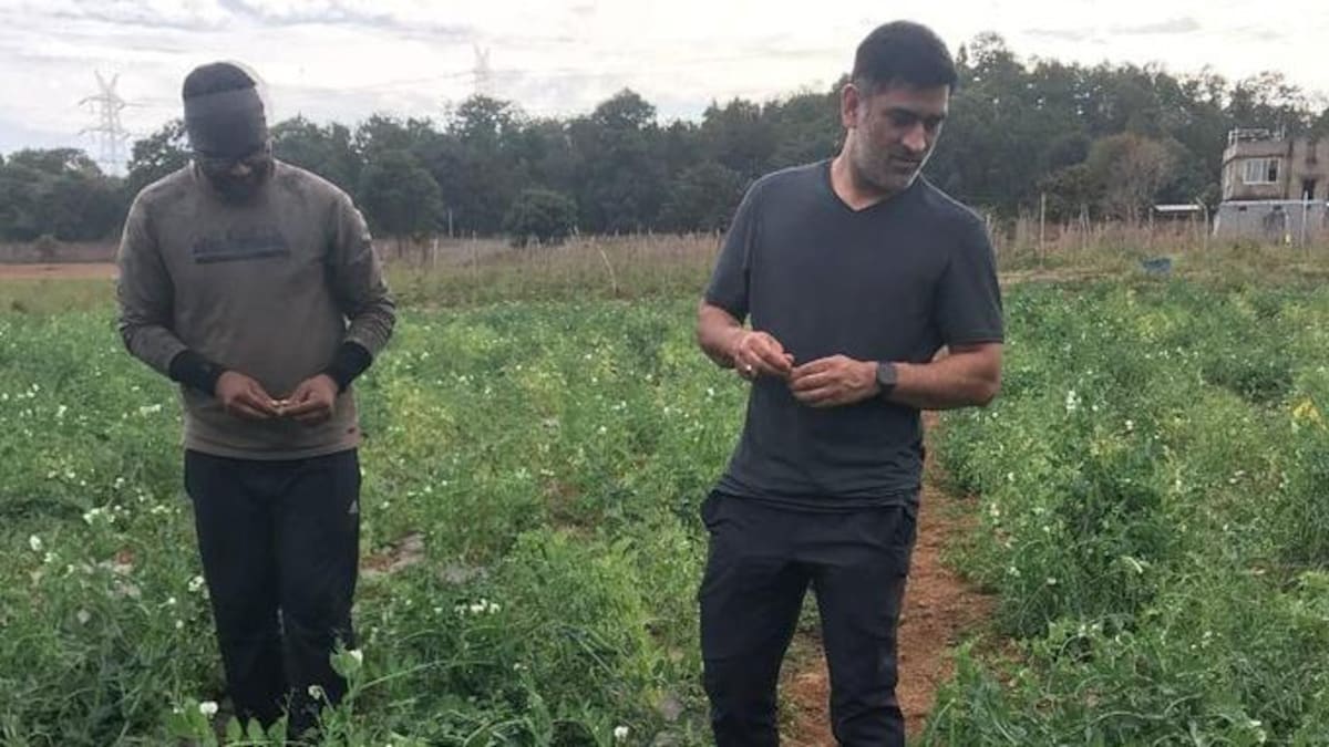 Mahendra Singh Dhoni is farming