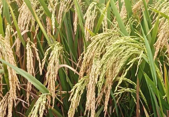 MTU-1262 Marteru Paddy Seeds