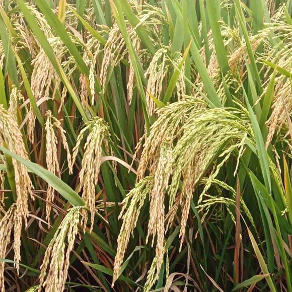 MTU-1262 Marteru Paddy Seeds