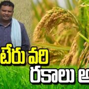 Maruteru Rice Varieties in Andhra Pradesh