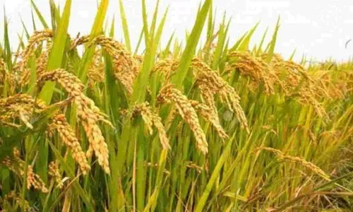 Maruteru Rice Varieties