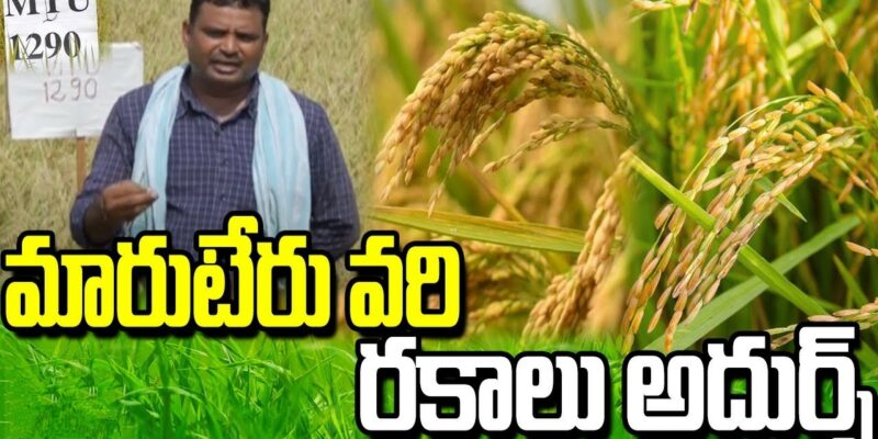 Maruteru Rice Varieties in Andhra Pradesh