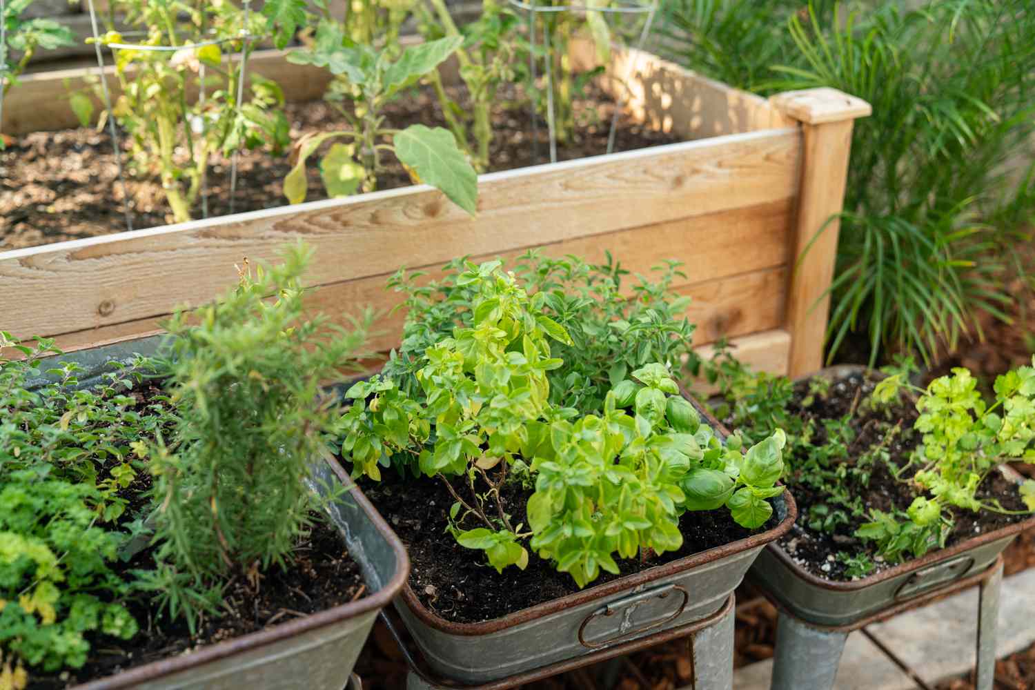 Planning and Planting an Herb Garden