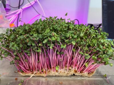 Micro Greens Farming