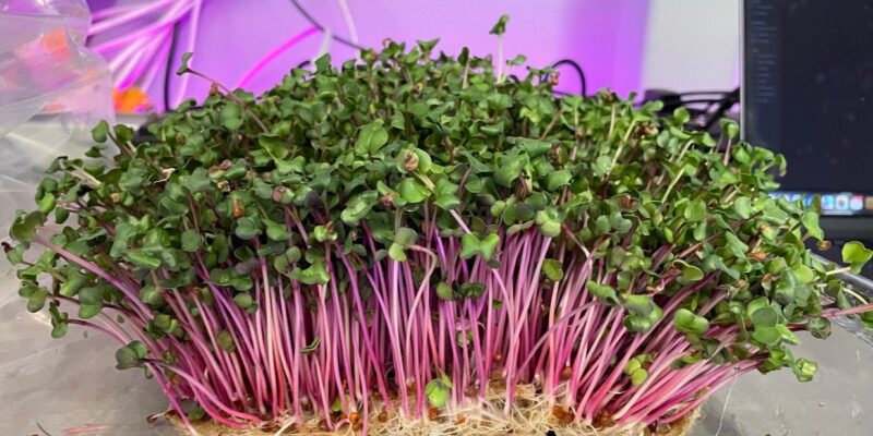 Micro Greens Farming