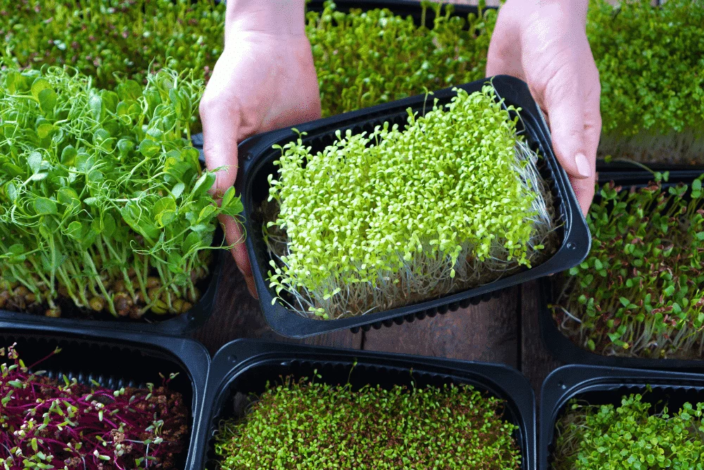 Micro Greens