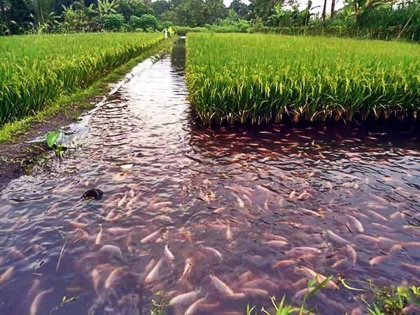 Mixed Rice - Fish Cultivation